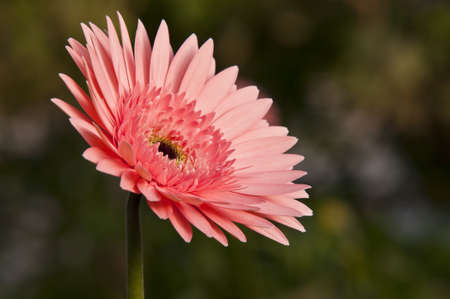 Gerberaの写真素材