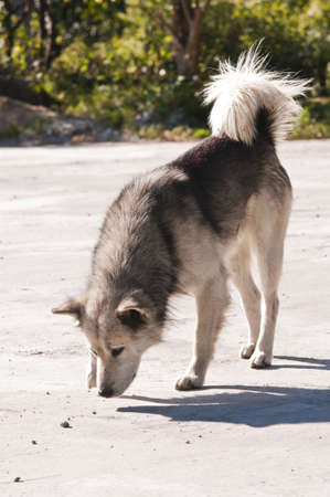 Dog