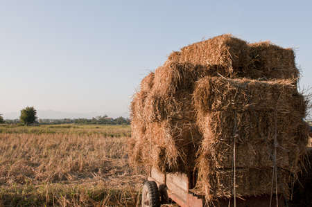 Rice Strawの写真素材