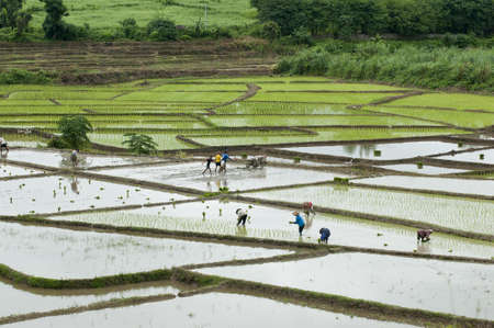 Rice paddyの写真素材