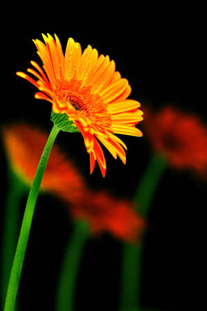 Yellow flowersの写真素材