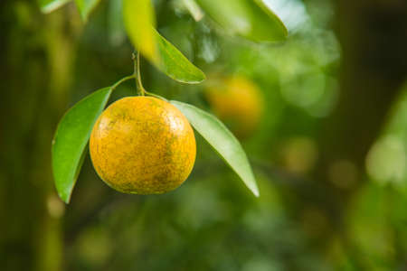 fresh orange on plant, orange tree