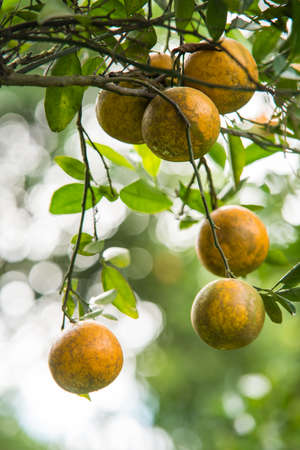 fresh orange on plant, orange tree