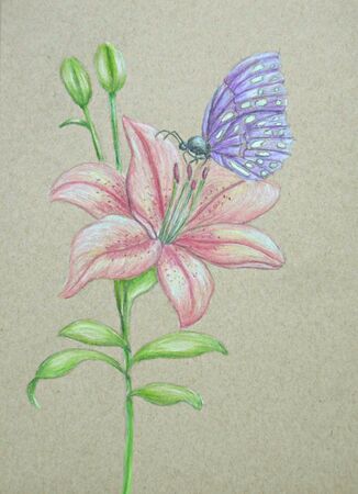 Butterfly on lily flowerの写真素材