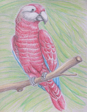 red parrotの写真素材