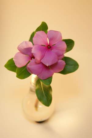 flor playera