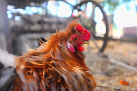 a close up chicken head