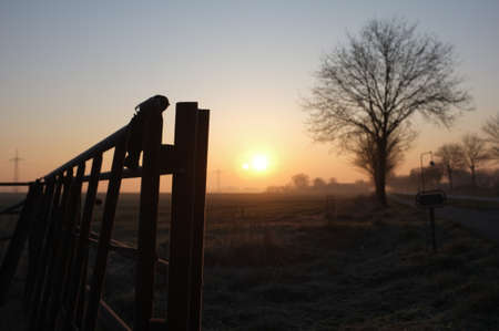 a sunset scenery on the field with a single tree