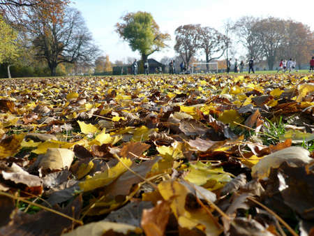 Autumn in the park のeditorial素材