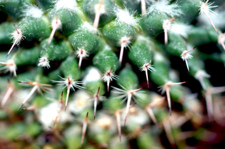 Close up shot of cactus spines                