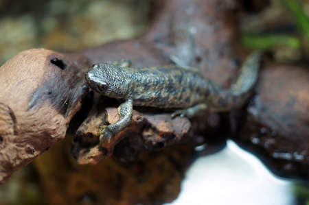 Spanish Ribbed newt                   