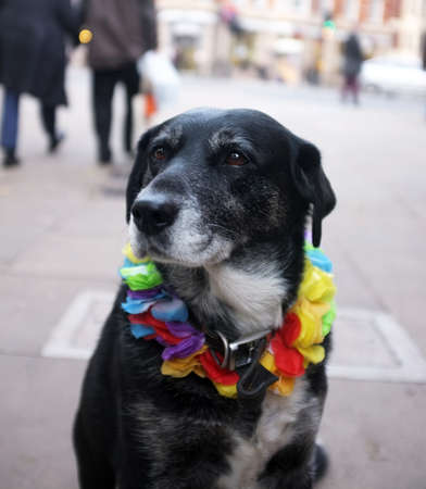Portrait of a homeless  dogの写真素材