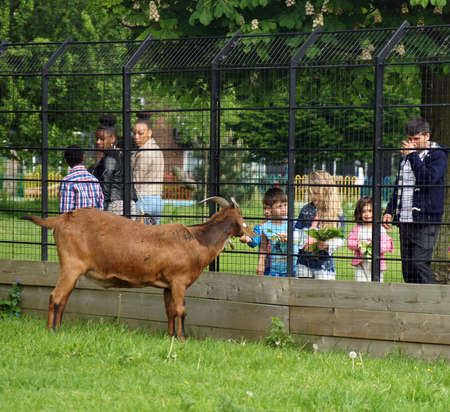 children feed a goat through the fence in a local park のeditorial素材