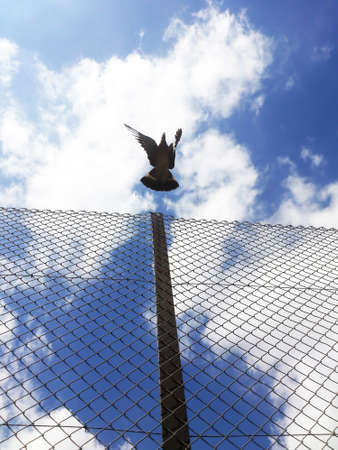 Flying pigeon over a fenceの写真素材