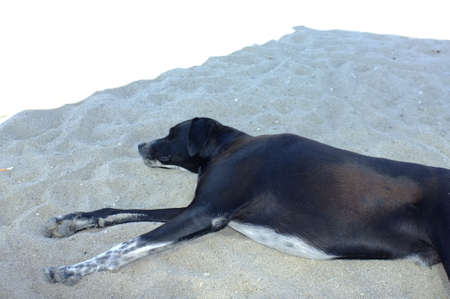 Black street dog resting on sandの写真素材