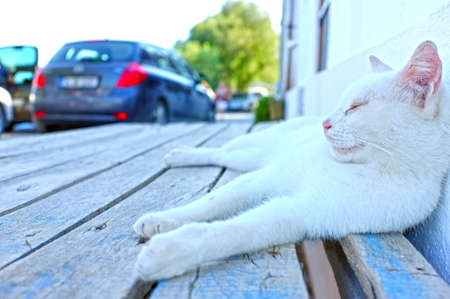 White cat laying downの写真素材