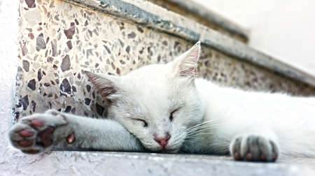 White cat sleepingの写真素材