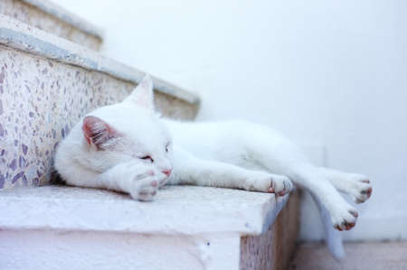 White cat laying downの写真素材