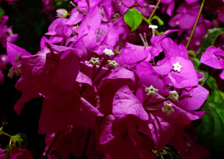 Purple Flowersの写真素材