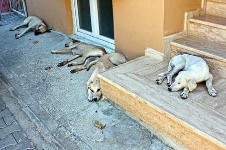 Dogs are sleeping on the streetの写真素材