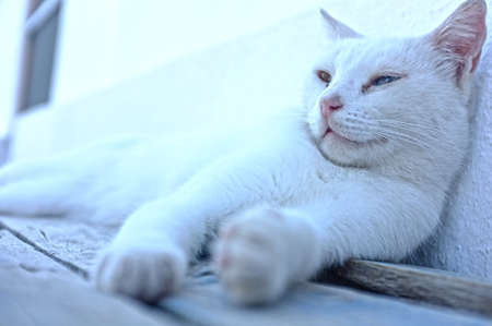 White cat is restingの写真素材