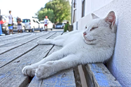White cat laying downの写真素材