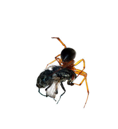 House spider captured and wrapping it's preyの写真素材