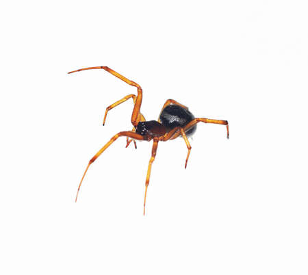 House spider with isolated backgroundの写真素材