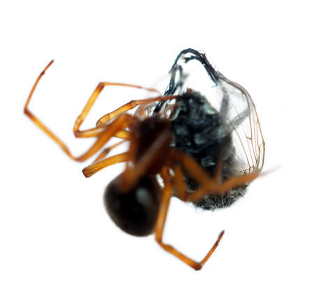 House spider captured and wrapping it's preyの写真素材