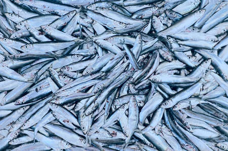 Group of dead small fish caught by fishermenの写真素材