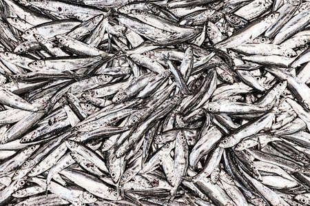 Group of dead small fish caught by fishermenの写真素材