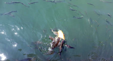 Fish herd eating bread in Ayvalik, Turkeyの写真素材