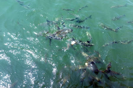 Fish herd eating bread in waterの写真素材