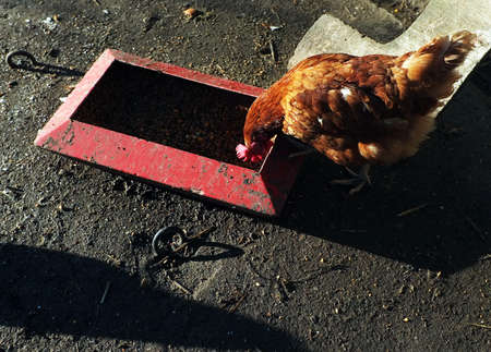 Brown chicken is eating dry corn seeds outdoorの写真素材