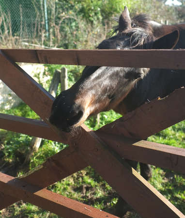 Horse extending his head through wooden fenceの写真素材