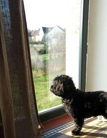 Black dog looking out windowの写真素材