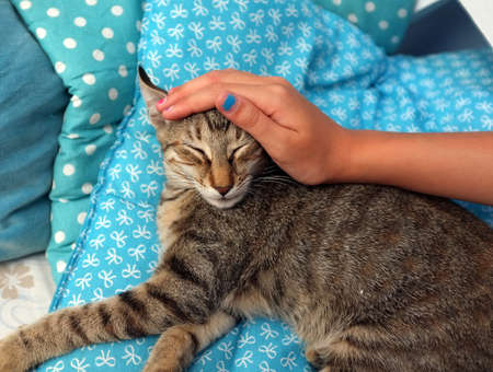 Girl's hand is petting a catの写真素材