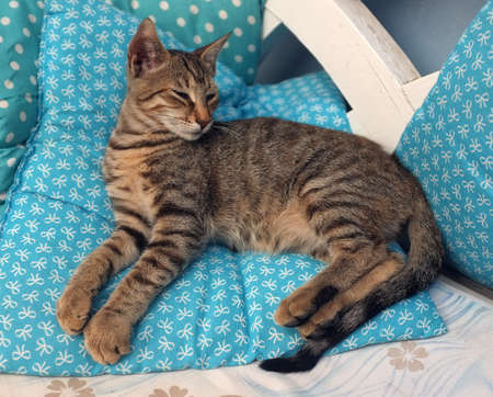 Cat is laying on blue cushion in peaceの写真素材