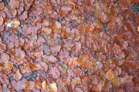 Wet brown leaves on  the floor as backgroundの写真素材