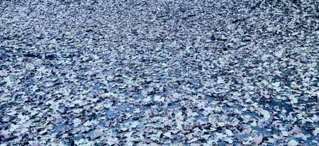 Fallen leaves on the floor as backgroundの写真素材