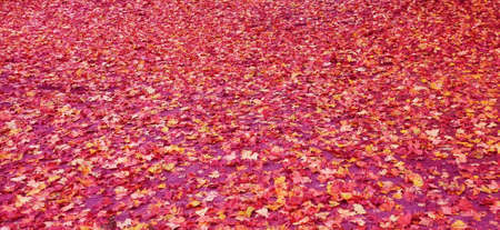 Fallen leaves on the floor as background
