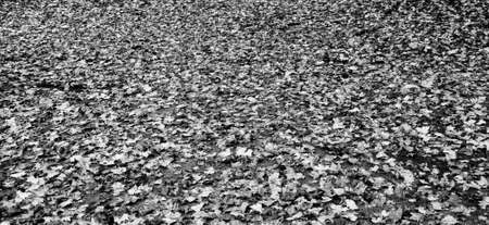 Fallen leaves on the floor as backgroundの写真素材