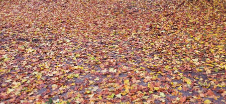 Fallen leaves on the floor as backgroundの写真素材