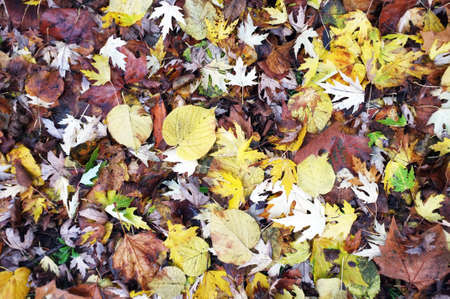 Fallen leaves on the floor as backgroundの写真素材