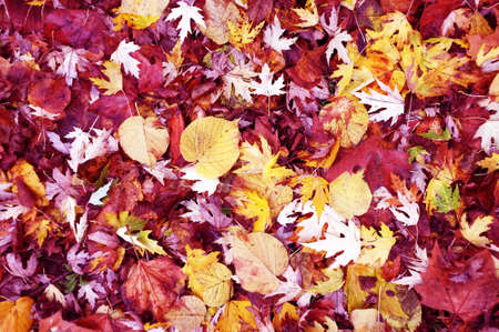Fallen leaves on the floor as backgroundの写真素材