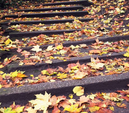 Fallen leaves on steps of a Ghent's parkの写真素材