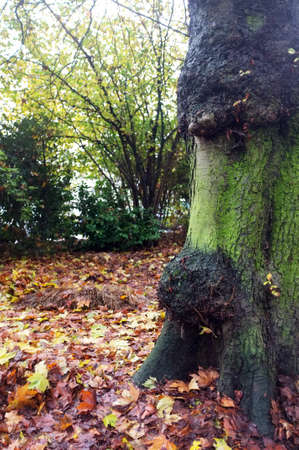 Fallen leaves in a park with tree trunkの写真素材