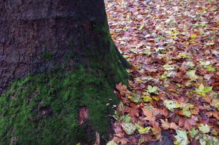 Fallen leaves alongside tree trunkの写真素材