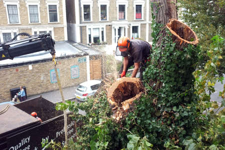 Worker cuts tree branches with a chainsaw on top of a tree in London.のeditorial素材