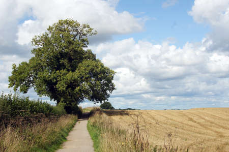 Single tree by the pathway in Yorkshire countrysideの写真素材